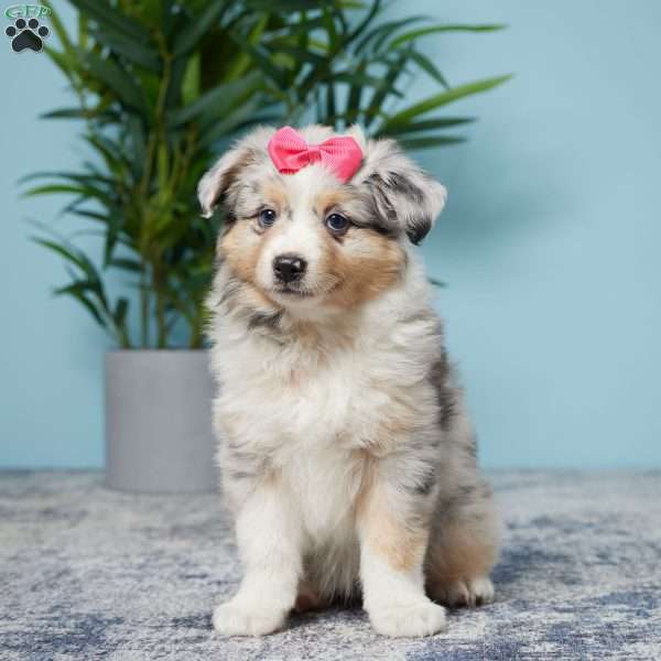 Lori, Miniature Australian Shepherd Puppy